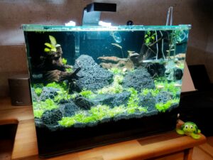 Aquarium einrichten